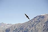 Colca Canyon 